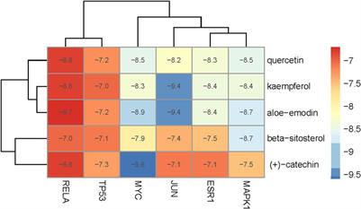 Network pharmacology and molecular docking reveal the immunomodulatory mechanism of rhubarb peony decoction for the treatment of ulcerative colitis and irritable bowel syndrome